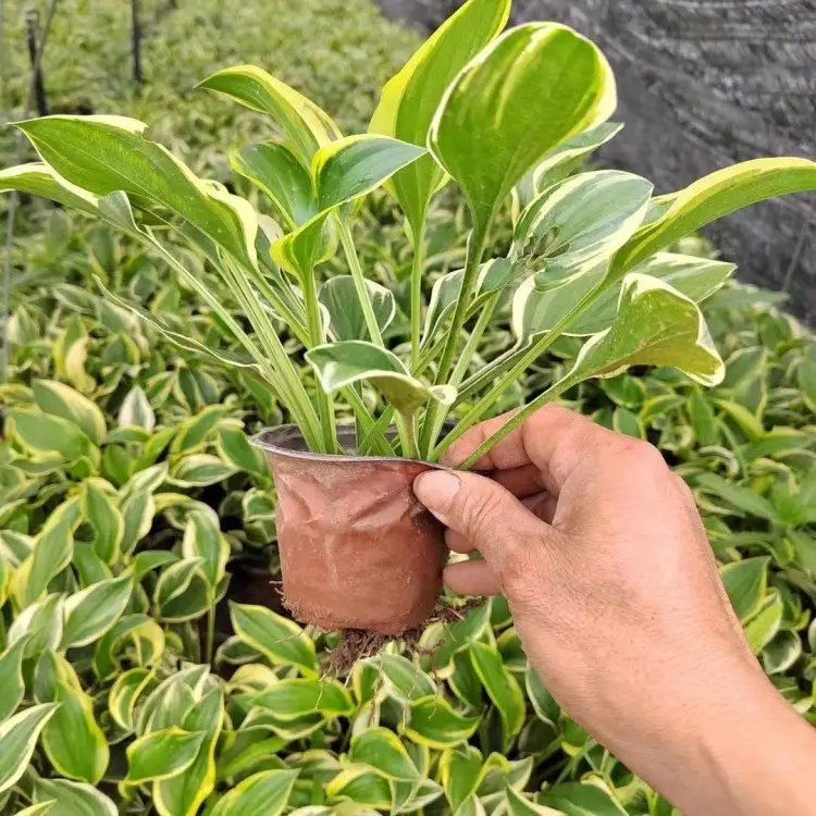 金边玉簪杯苗容器苗