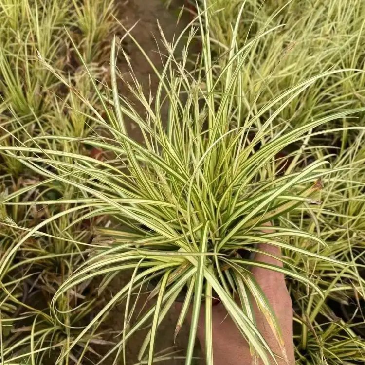 金叶苔草杯苗容器苗