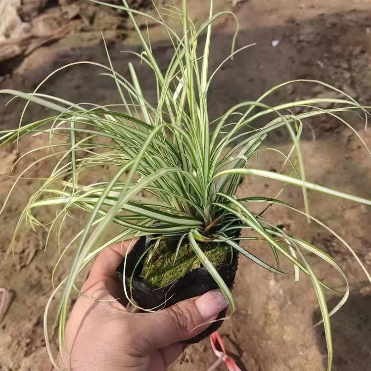 金叶苔草杯苗容器苗