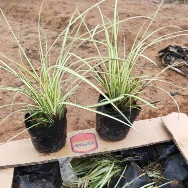 金叶苔草杯苗容器苗