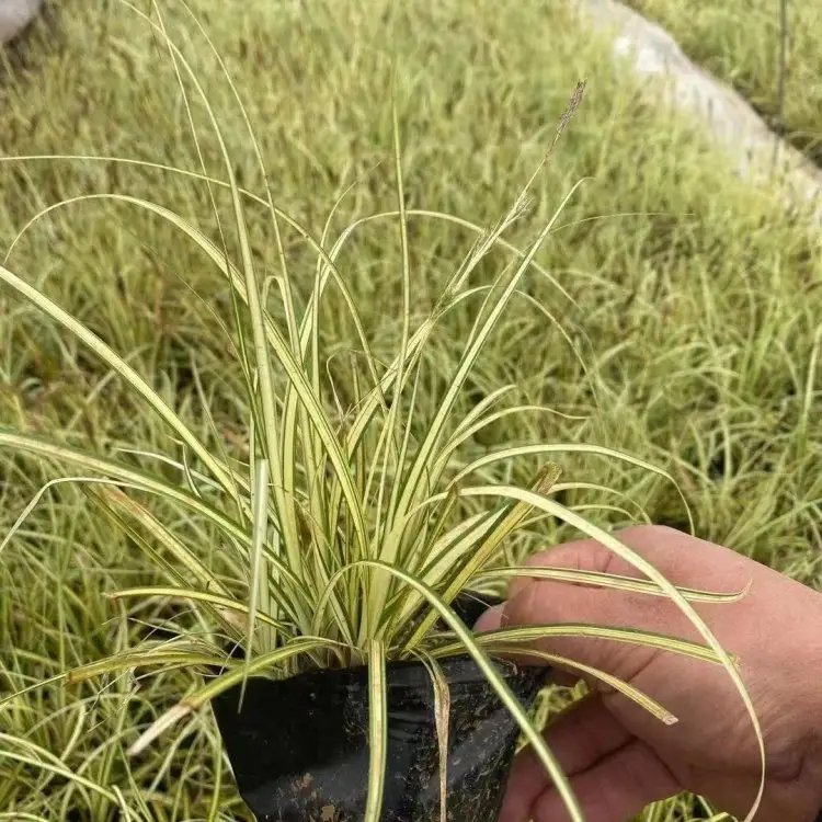 金叶苔草杯苗容器苗