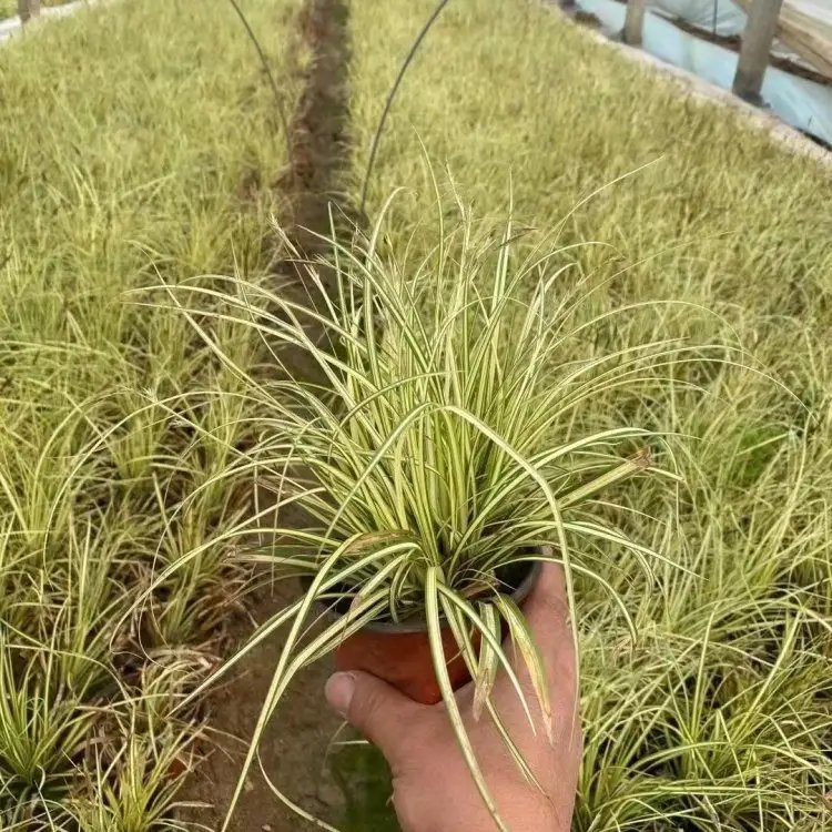 金丝苔草杯苗容器苗