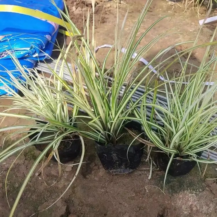 金丝苔草杯苗容器苗