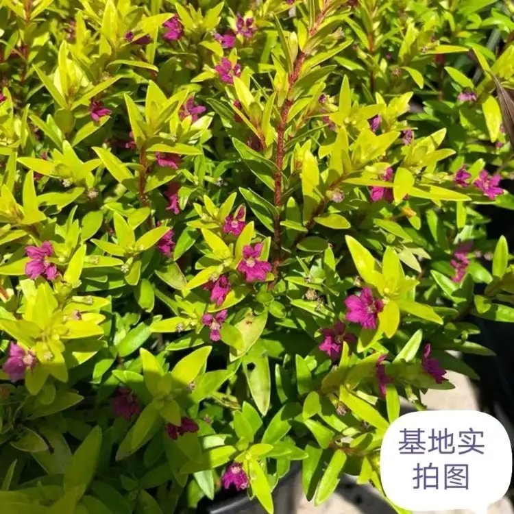 金叶满天星杯苗容器苗