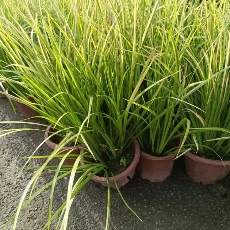 金叶石菖蒲杯苗容器苗