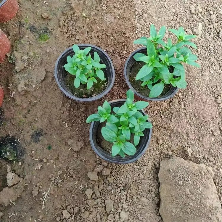 金鱼草杯苗容器苗