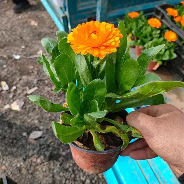 <a href='https://www.lvbad.com/caohuazhongzi/1571.html' target='_blank'>金盏菊</a>杯苗容器苗