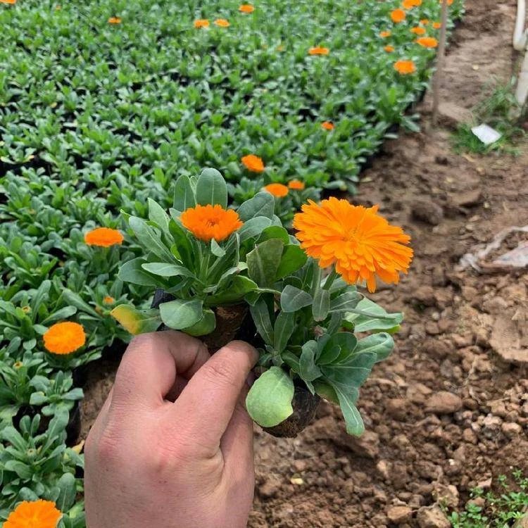 金盏菊杯苗容器苗