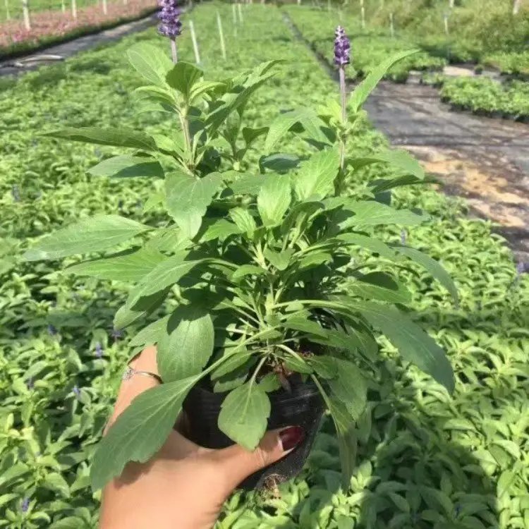 蓝花鼠尾草杯苗容器苗