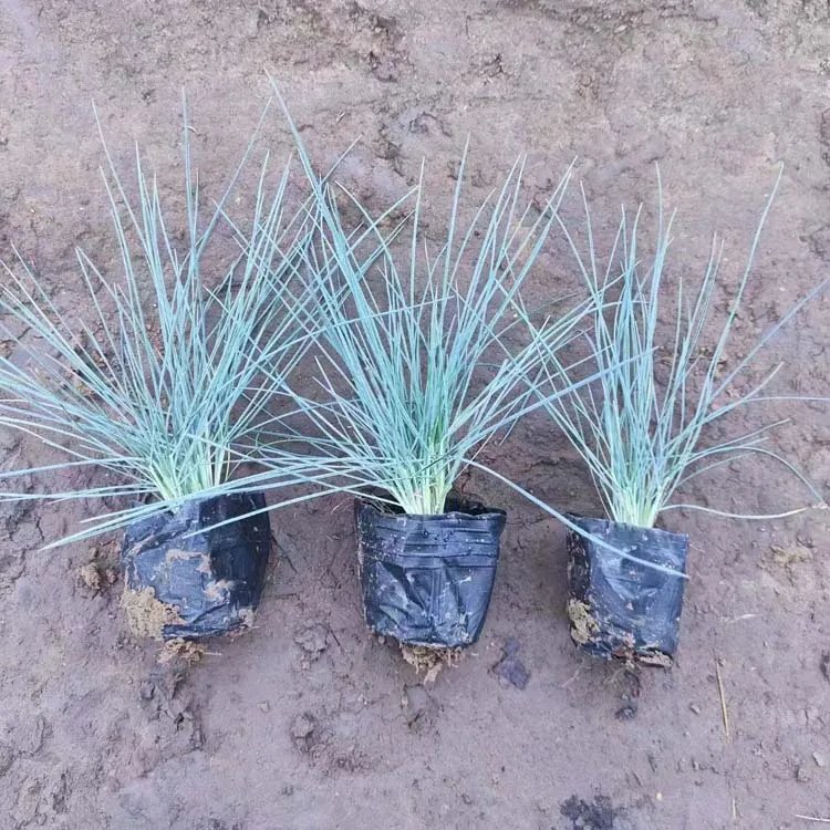 蓝羊茅杯苗容器苗