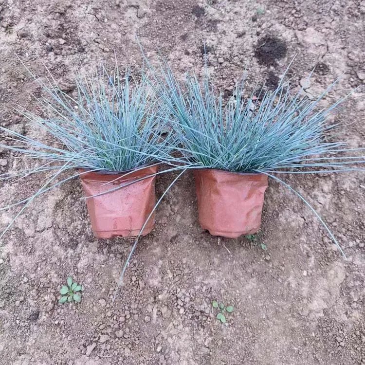 蓝羊茅杯苗容器苗