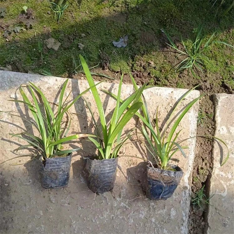 兰花<a href='https://www.lvbad.com/yaocaizhongzi/2365.html' target='_blank'>三七</a>杯苗容器苗