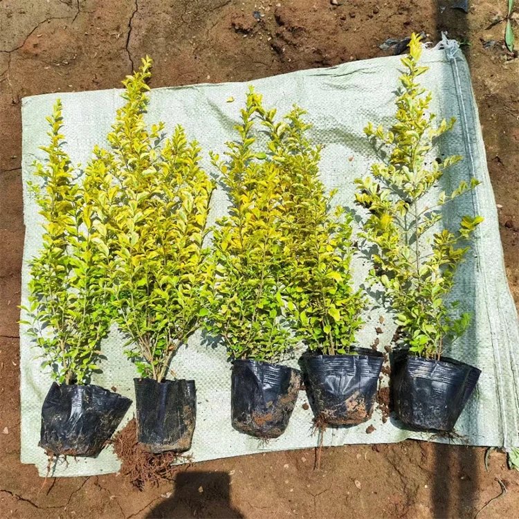 亮晶女贞杯苗容器苗球造型树
