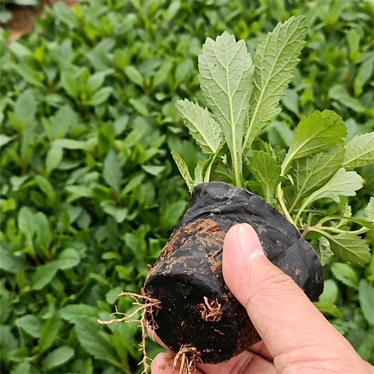 柳叶马鞭草杯苗容器苗
