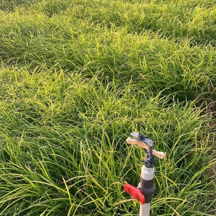 崂峪苔草杯苗容器苗