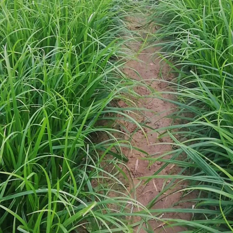 崂峪苔草杯苗容器苗