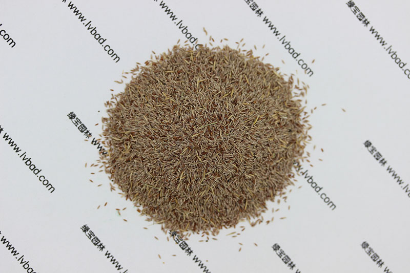 <a href='https://www.lvbad.com/caopingzhongzi/1670.html' target='_blank'>剪股颖种子</a>