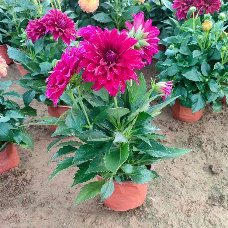 <a href='https://www.lvbad.com/caohuazhongzi/1642.html' target='_blank'>小丽花</a>杯苗容器苗