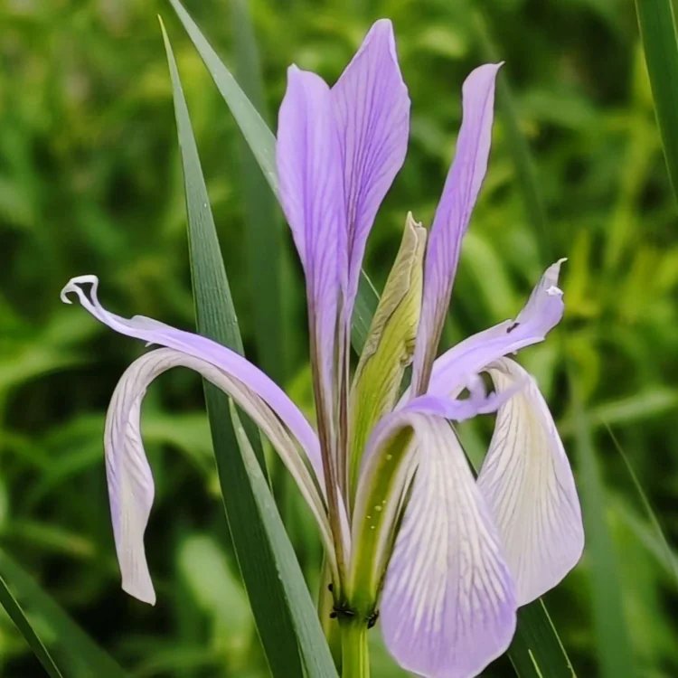 <a href='https://www.lvbad.com/caobenzhiwu/3383.html' target='_blank'>马兰花</a>杯苗容器苗