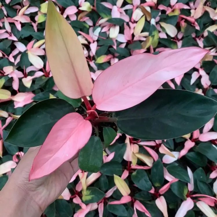 蔓<a href='https://www.lvbad.com/caohuazhongzi/1572.html' target='_blank'>锦葵</a>杯苗容器苗