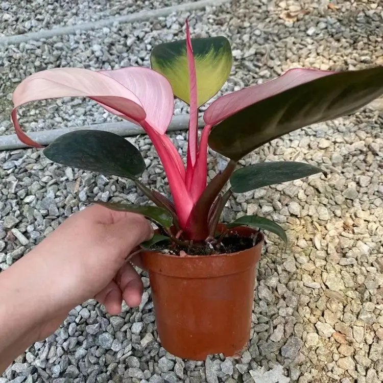 蔓锦葵杯苗容器苗