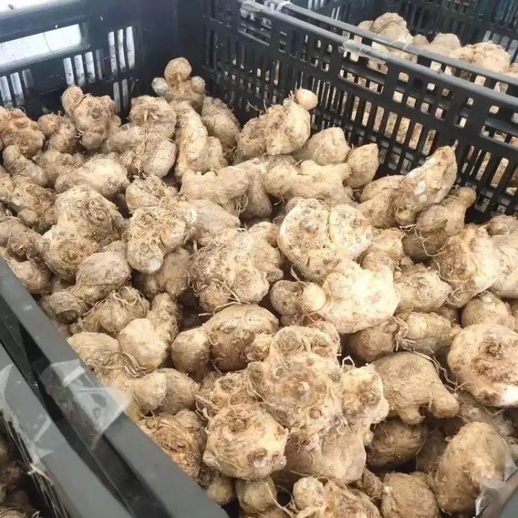 马蹄莲杯苗容器苗