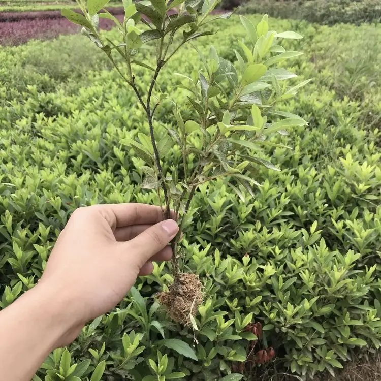 <a href='https://www.lvbad.com/dibeiguanmu/3523.html' target='_blank'>毛鹃</a>杯苗容器苗毛球裸根