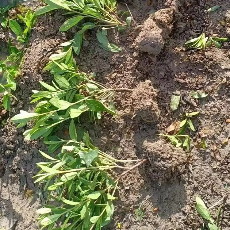 毛鹃杯苗容器苗毛球裸根