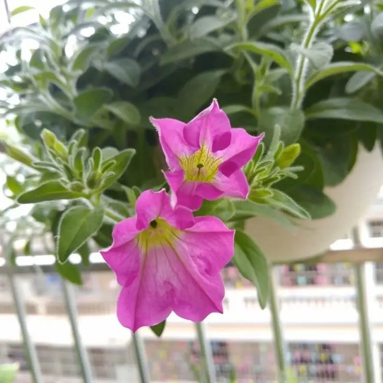 玫红牵牛花杯苗容器苗