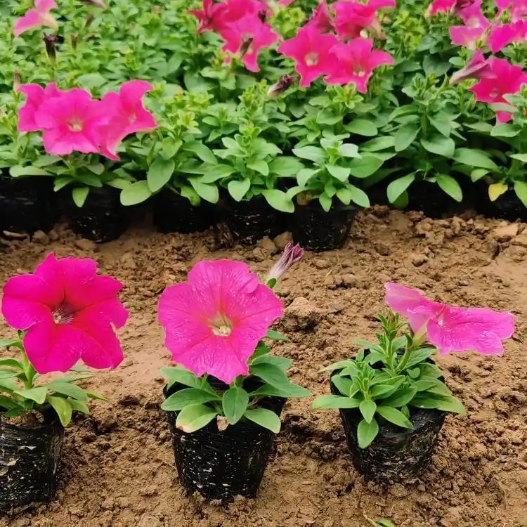 玫红<a href='https://www.lvbad.com/caohuazhongzi/1613.html' target='_blank'>牵牛花</a>杯苗容器苗