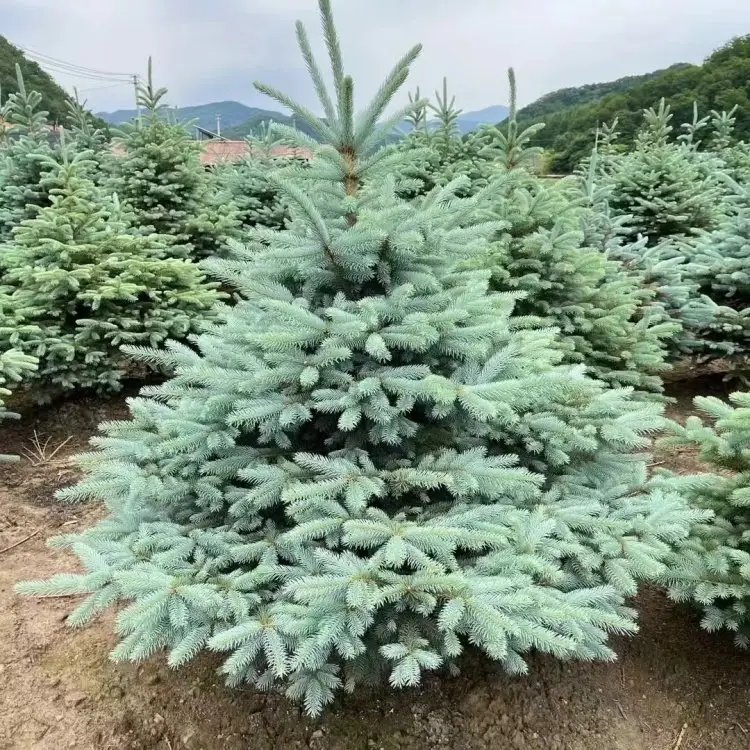 美国蓝杉杯苗容器苗