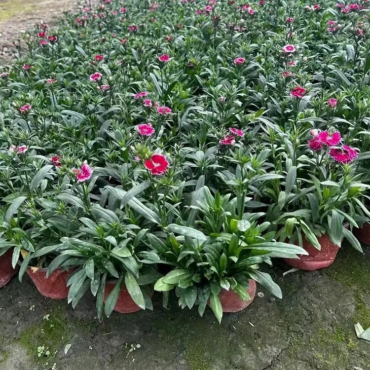 美国<a href='https://www.lvbad.com/caohuazhongzi/97045.html' target='_blank'>石竹</a>杯苗容器苗