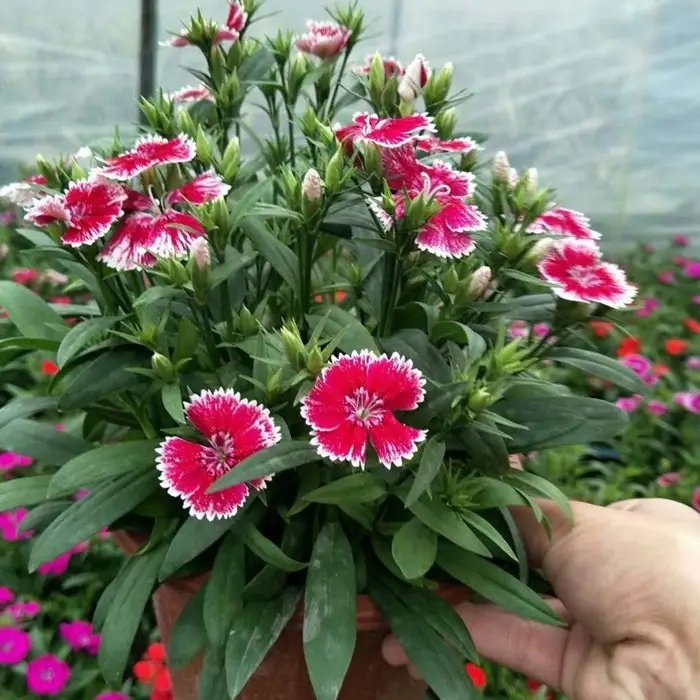 美国<a href='https://www.lvbad.com/caohuazhongzi/97045.html' target='_blank'>石竹</a>杯苗容器苗
