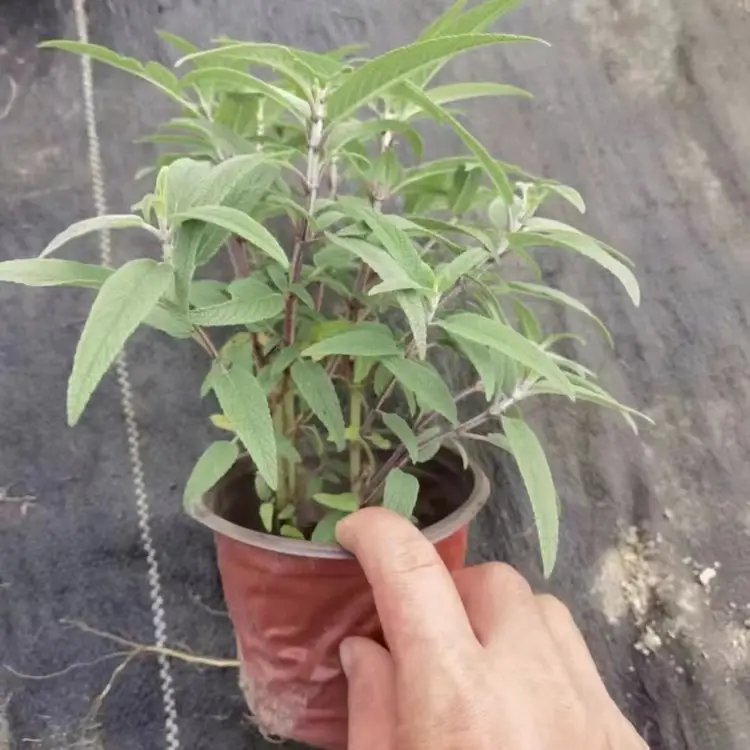 墨西哥<a href='https://www.lvbad.com/caohuazhongzi/1626.html' target='_blank'>鼠尾草</a>杯苗容器苗