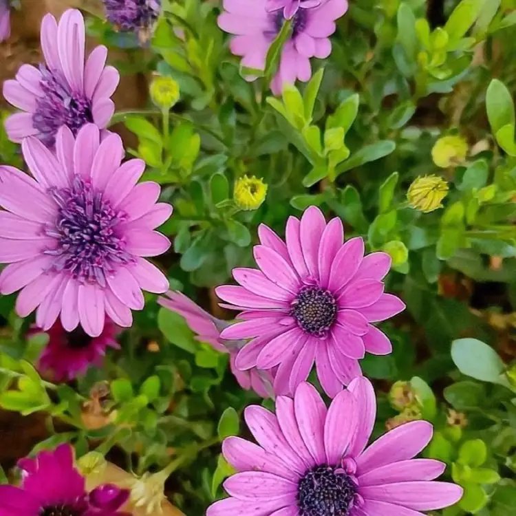 南非<a href='https://www.lvbad.com/caohuazhongzi/1631.html' target='_blank'>万寿菊</a>杯苗容器苗