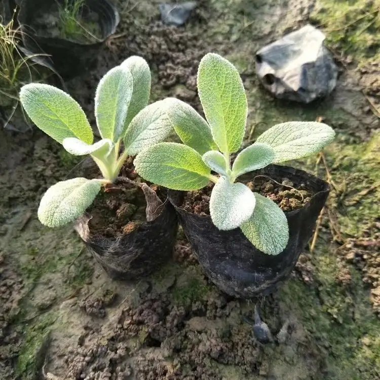 棉毛水苏杯苗容器苗