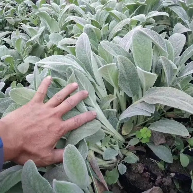 棉毛水苏杯苗容器苗