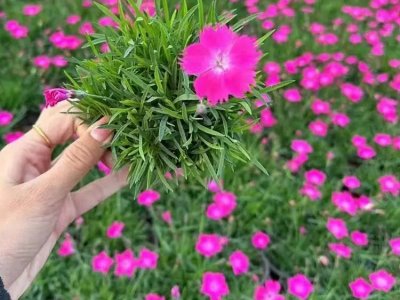 欧石竹