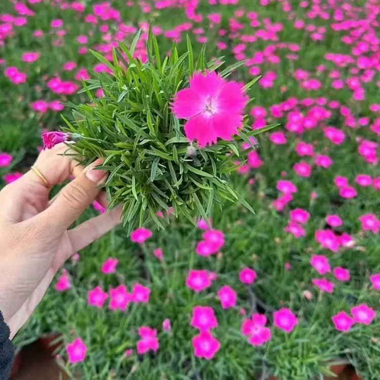 欧<a href='https://www.lvbad.com/caohuazhongzi/97045.html' target='_blank'>石竹</a>杯苗容器苗