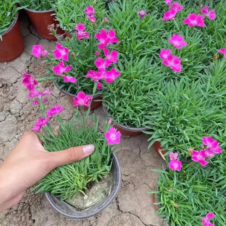 欧石竹杯苗容器苗