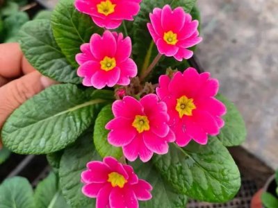 欧洲报春花