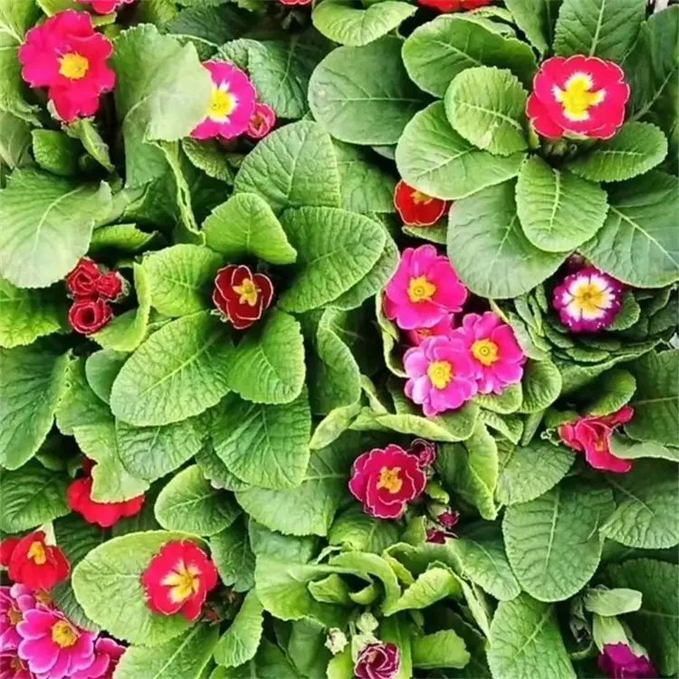 欧洲<a href='https://www.lvbad.com/caohuazhongzi/1024.html' target='_blank'>报春花</a>杯苗容器苗