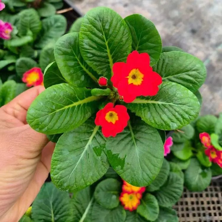欧洲<a href='https://www.lvbad.com/caohuazhongzi/1024.html' target='_blank'>报春花</a>杯苗容器苗