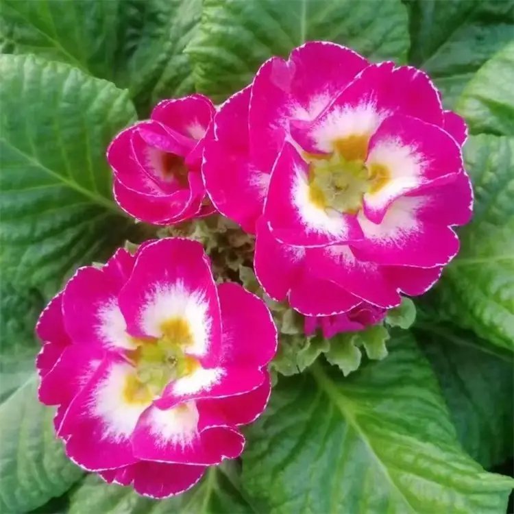 <a href='https://www.lvbad.com/caohuazhongzi/1605.html' target='_blank'>欧洲报春</a>花杯苗容器苗