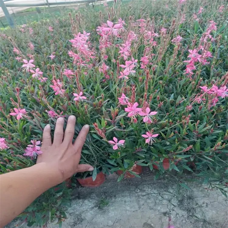 千鸟花杯苗容器苗