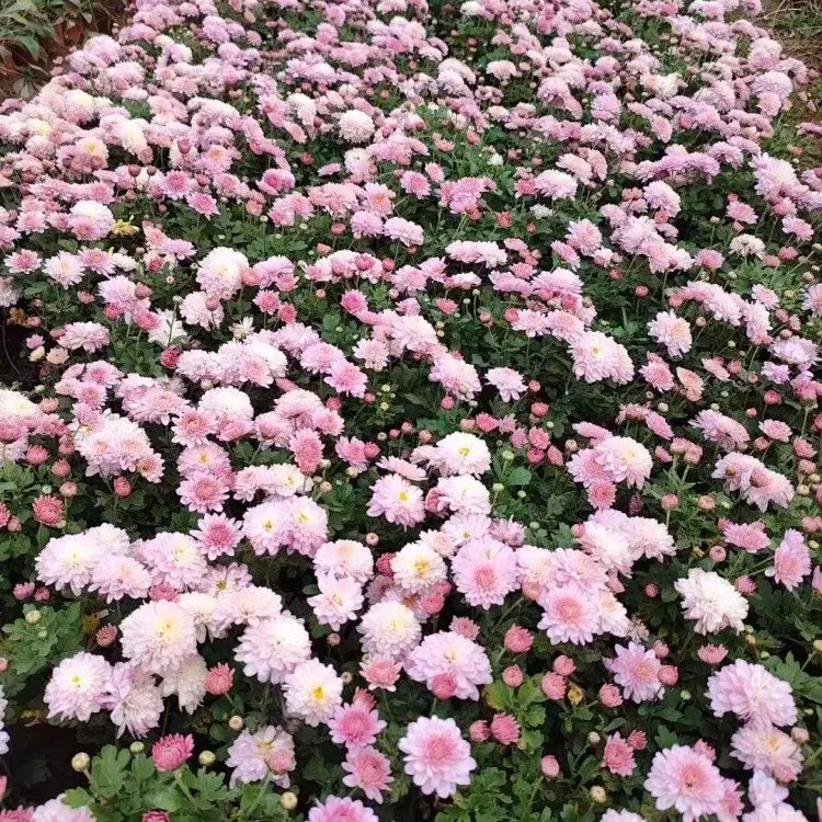 千头菊杯苗容器苗