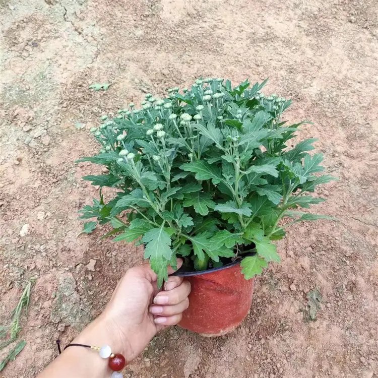 千头菊杯苗容器苗