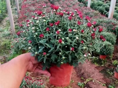 千头菊