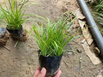 青绿苔草