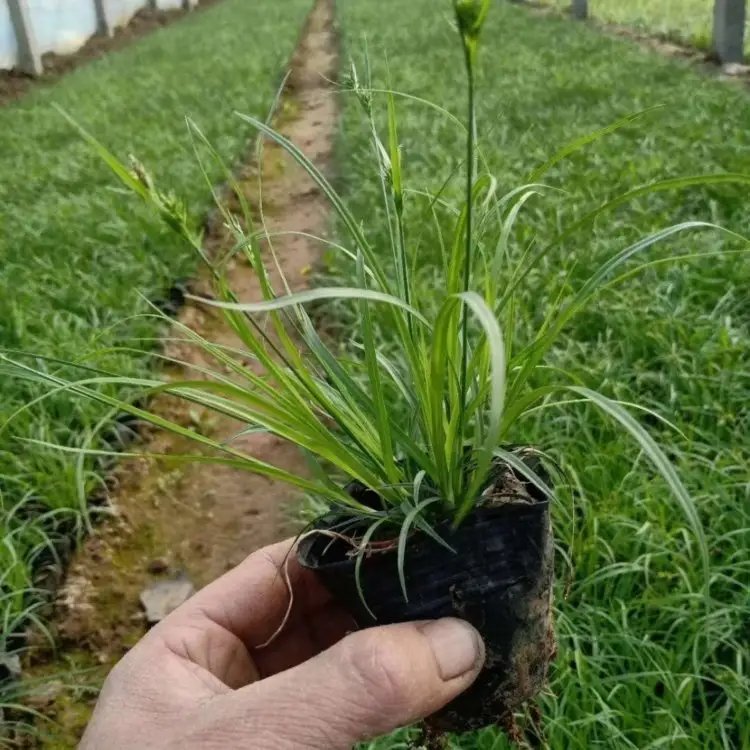 青绿苔草杯苗容器苗